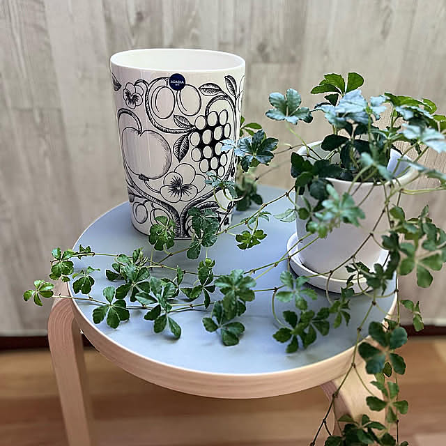 Lounge,ジョイフル本田,観葉植物のある暮らし,シュガーパイン,パラティッシ,グリーンのある暮らし,丁寧な暮らし Anshirleyの部屋