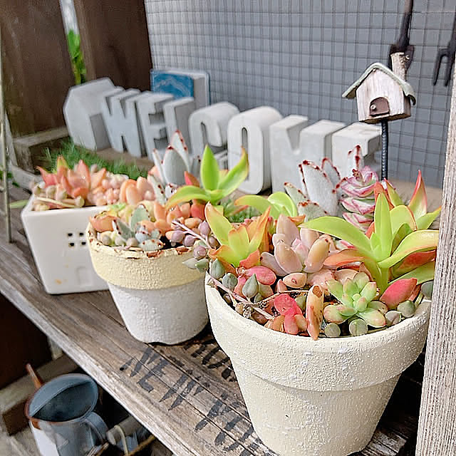 Entrance,DIY棚,DIY,カーデニング,多肉植物・サボテン,多肉植物,多肉植物寄せ植え,多肉植物のある暮らし,ナチュラルインテリア,ハンドメイド雑貨,花のある暮らし norikoko310の部屋