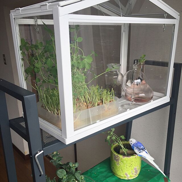 My Shelf,ラジオメーター,インコ,水耕栽培,セキセイインコ,IKEA,観葉植物,テラリウム qqmmの部屋