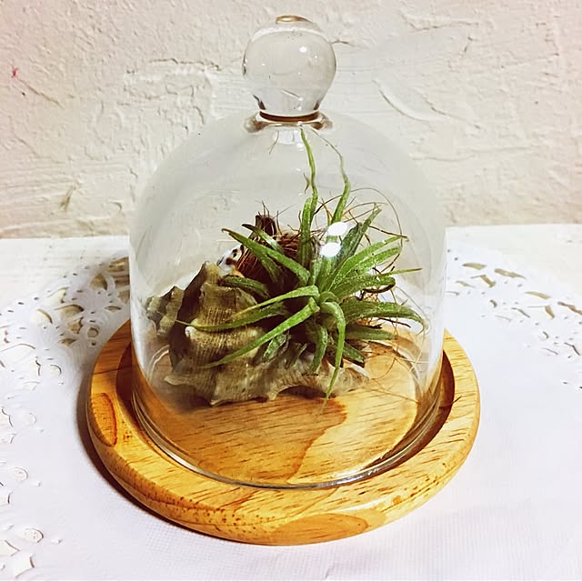 Kitchen,セリアのガラスドーム,セリアのコースター,エアプランツ,連投すみません(。><),貝殻 ayaの部屋