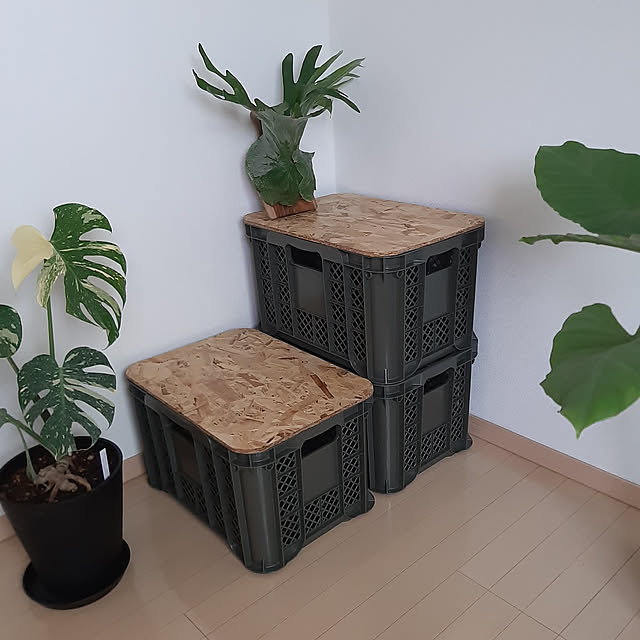 Entrance,カインズホーム,キャンプ,ワトコオイル,OSB合板,コンテナ,キャンプ道具,DIY,買ってよかったもの,観葉植物 greenmanの部屋