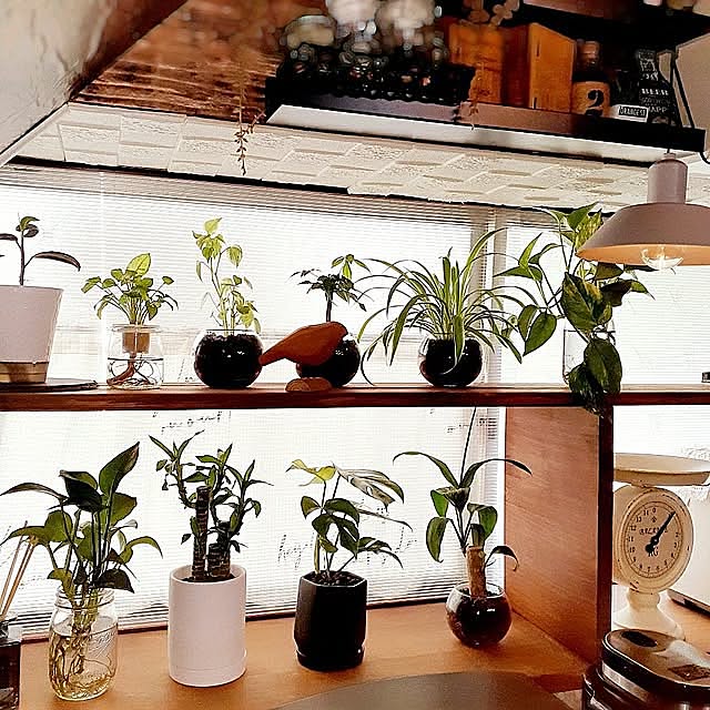 Kitchen,観葉植物のある暮らし,おうち時間,ダイソー,カインズ,ベルクで購入,観葉植物,見てくれてありがとう♡,好きな時間,DIY,セリア,グリーンのある暮らし,グリーン naoporonの部屋