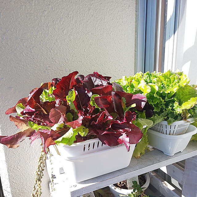 Entrance,団地住まい,団地,築30年団地,ベランダガーデニング,水耕栽培,家庭菜園,ベランダ菜園,レタス,100均のザル付き容器,ガーデンレタスミックス,サンチュ,コメントお気遣いなく yuuu7712の部屋