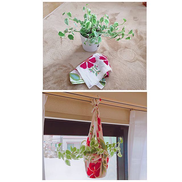 On Walls,プラントハンガー,手作り,ハンドメイド,ハンギング,ペペロミア,観葉植物,1K,一人暮らし,リメイク RanRanの部屋