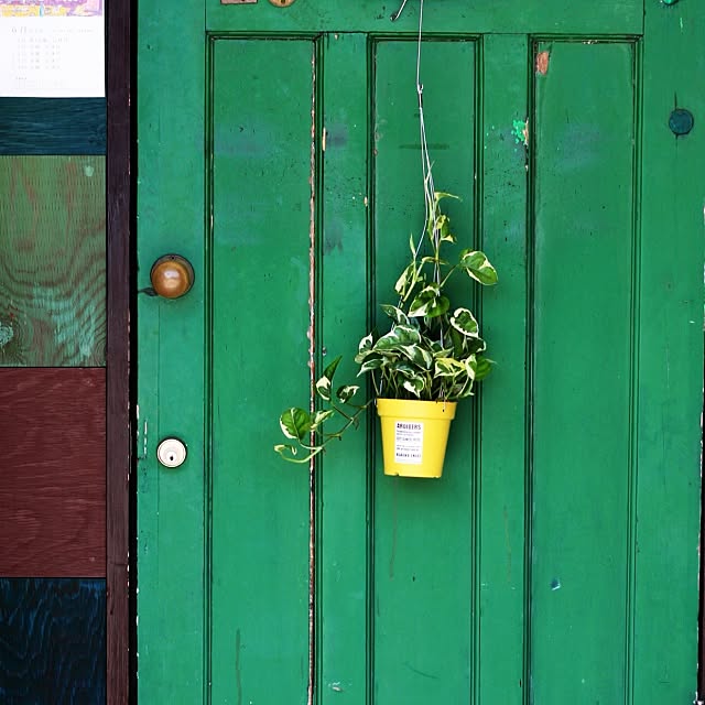 Entrance,浅岡園芸さん,ポトス エンジョイ,観葉植物,男前,北欧 green8783の部屋