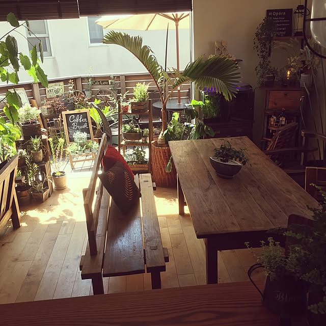 Overview,ガーデニング,カフェ風,多肉植物,ウンベラータ,バリ風,観葉植物,バリ家具chair,照明,雑貨,アンティーク,熱帯魚 Akiの部屋