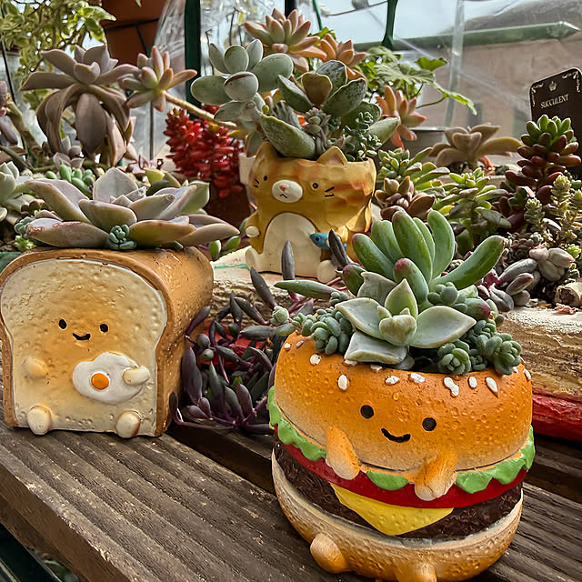 My Desk,ディスプレイコーナー,多肉植物のディスプレイコーナー,多肉植物ガーデン,多肉植物寄せ植え,多肉植物のある暮らし,多肉植物,観葉植物,癒し,冬,癒しの時間,マンションベランダ,暮らしの一コマ,みてくれて、ありがとう(*^ω^),1人時間のある暮らし,Aqettyガーデンへようこそ Aqettyの部屋