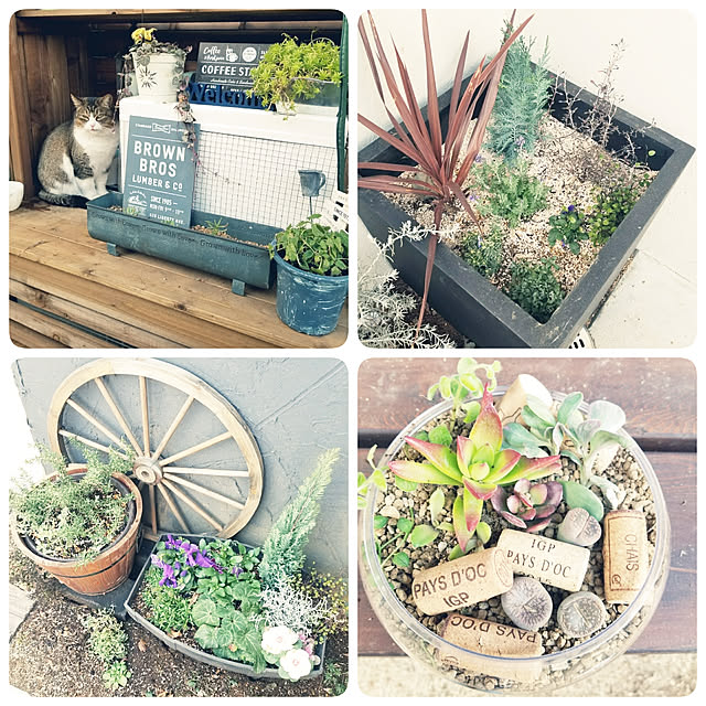 Entrance,ガーデニング,DIY,お花,寄せ植え,ねこばかりですいません,ねこと暮らす。,ユニちゃん,多肉植物,コルク栓,発泡スチロールハウス,ガーデニング雑貨,セリア,車輪オブジェ ARCATSの部屋