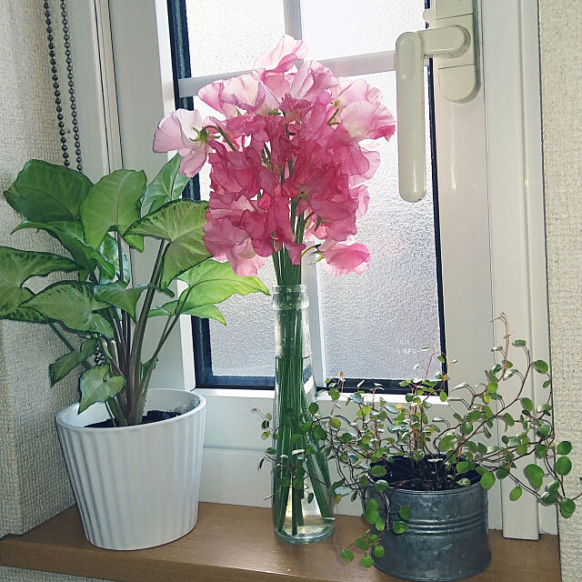 Kitchen,観葉植物,スイトピー m_n_mの部屋
