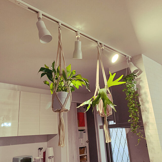 ニトリ,カフェ風,観葉植物,Kitchen enyaの部屋
