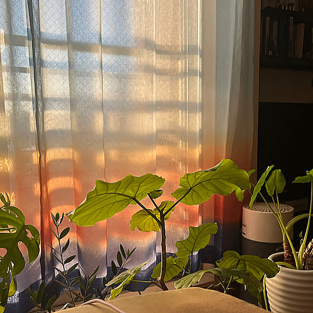 Bedroom,観葉植物,植物のある暮らし,朝焼けのカーテン,朝焼け,朝日,NO GREEN NO LIFE,窓辺の植物,窓辺のグリーン,窓辺,新生活,一人暮らし,1R,ひとり暮らし,コメントお気遣いなく,1R 一人暮らし,聴覚過敏,HSP,感覚過敏,視覚過敏,うつでも諦めない khaiの部屋