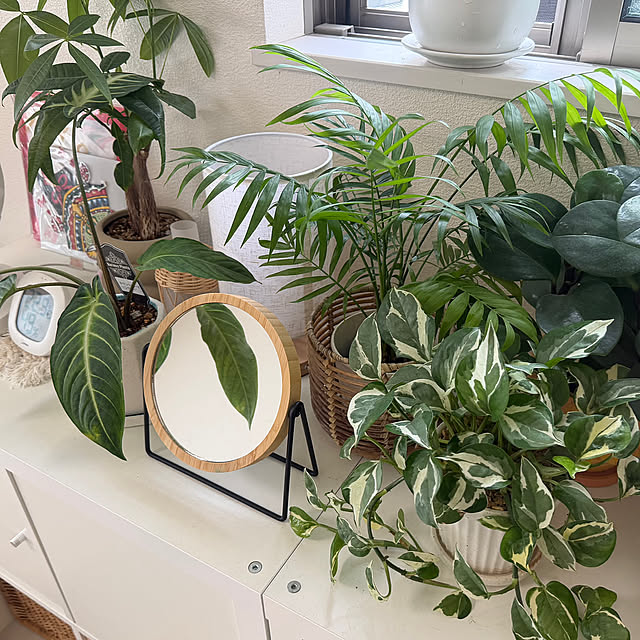 My Shelf,テーブルヤシ,グリーンネックレスエンジェルティアーズ,グリーンネックレス,フィロデンドロンバーキン,キサントソーマ,パキラ,ポトス,観葉植物,癒しスペース,建売住宅,IKEA,観葉植物のある暮らし natsumiの部屋