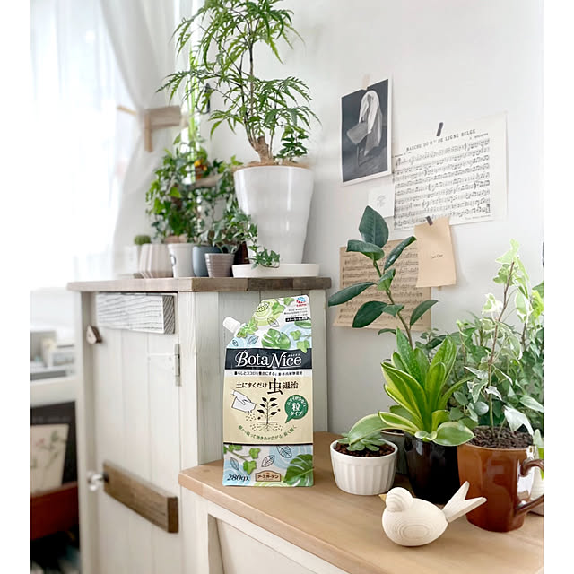 BotaNice,虫対策,植物のある暮らし,多肉植物,観葉植物,ナチュラルインテリア,モニター,インドアグリーン,ナチュラル,心地よい暮らし,NO GREEN NO LIFE,アンティーク,グリーンのある暮らし,北欧,ホワイトナチュラル,暮らしを楽しむ,ラズベリーアイス,インドアガーデニング,My Shelf azuの部屋