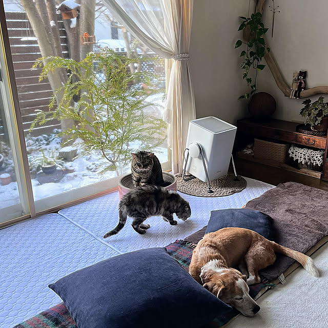 Overview,犬と猫と暮らす,爪研ぎ,洗えるペットシーツ,手編みマット,空気清浄機,観葉植物,流木,古机,ブランケット,クッション,座布団,レースカーテン,リネンカーテン,ソファーからの眺め,雪景色の庭,二重窓DIY,窓辺のインテリア kuuの部屋