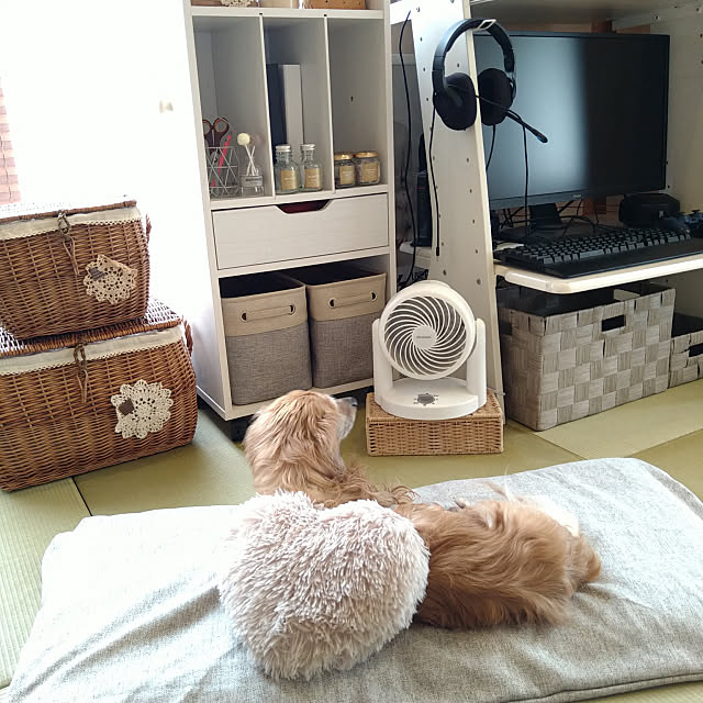 Bedroom,扇風機・サーキュレーター,☀︎*.｡晴れ,イベント参加します♡,おうち時間,和室,セリア♡,ニトリ,カインズホーム,息子のゲームスペース,ロジクール,18才☆U^ェ^U,ミニチュアダックスと暮らす家 maikaeの部屋