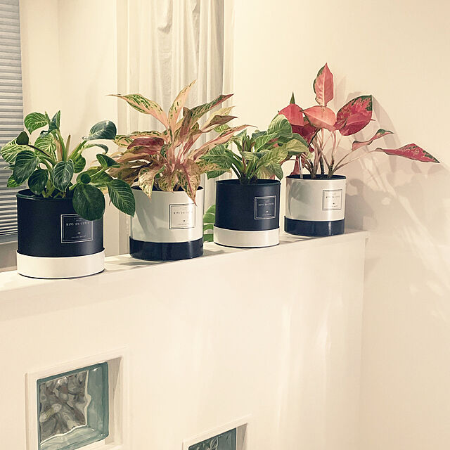 観葉植物,モノトーン,ホワイトインテリア,My Shelf mayumayuの部屋