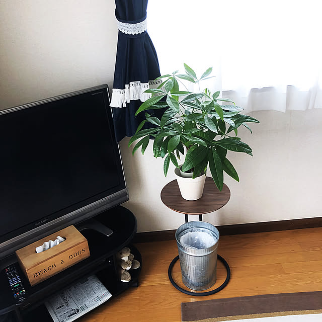 ゴミ箱収納,ニトリ,観葉植物,Lounge NAMIの部屋