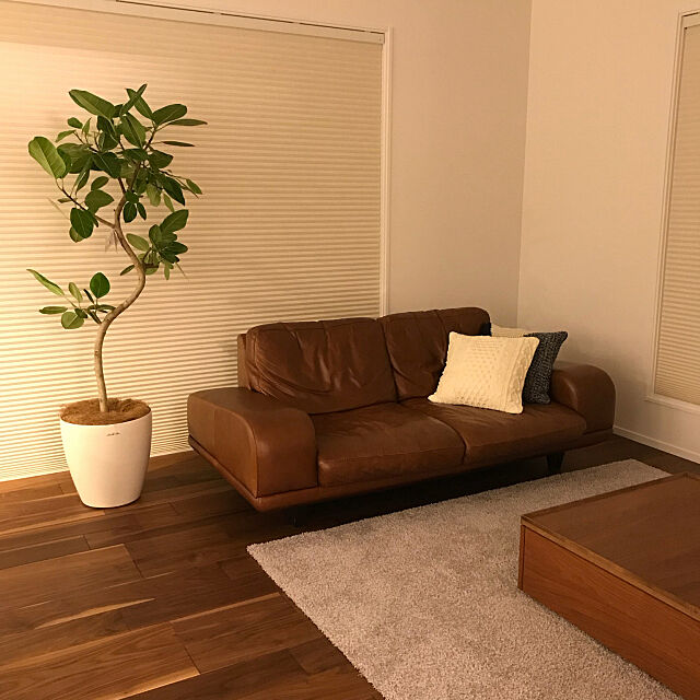 Lounge,ソファ,観葉植物,フィカス・アルテシマ,新入り,アクタス,無垢の床,シンプルな暮らし,すっきりとした暮らし,ものを置かない yoshiteiの部屋