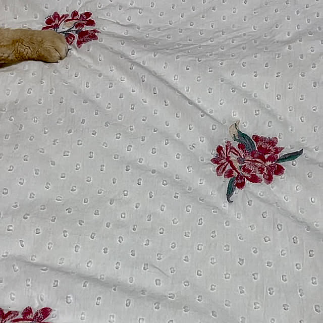 Bedroom,francfrancベッドカバー,Francfranc (フランフラン),Francfranc,ふとんカバー,一人暮らし,#猫との暮らし,#猫と暮らす,#猫と私の部屋 sakuranboの部屋
