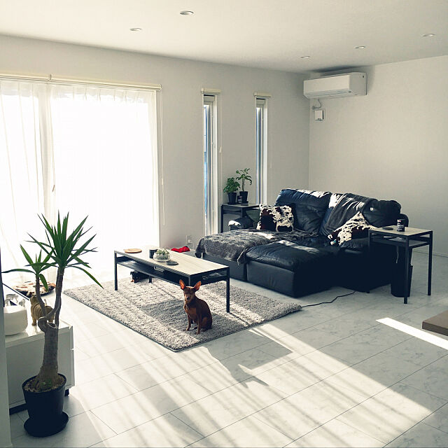 Lounge,植物のある暮らし,新築一戸建て,casacube,犬のいる暮らし,IKEA,ニトリ natsuの部屋
