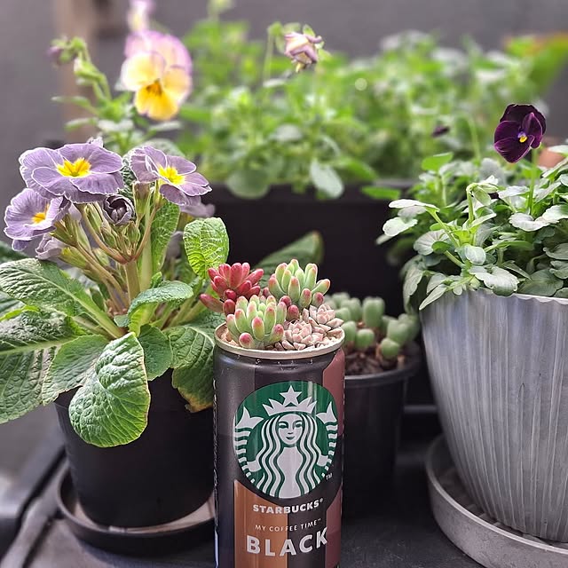 花,グリーン,一人暮らし,多肉植物,マンション,リメイク,1LDK,リメイク缶,春,デコパージュ,花のある暮らし,NO GREEN NO LIFE,デコパージュリメイク缶,RCの出会いに感謝♡,お花が大好き( ´͈ ᗨ `͈ )◞❀,デコパージュ初心者,おうち時間,多肉植物のある暮らし,ビオラ,パンジー,プリムラ・ジュリアン,乙女心,オーロラ,プロリフィカ noaの部屋