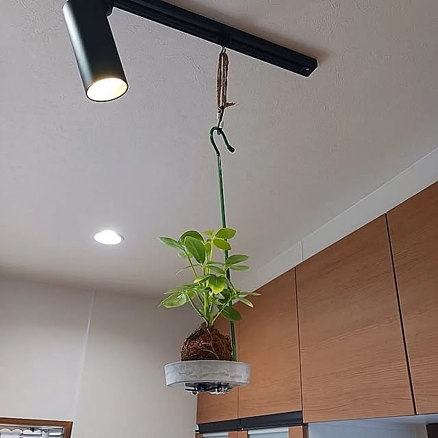 Kitchen,観葉植物,DIY,THREEPPY,観葉植物のある暮らし,苔玉吊るし方,苔玉 machasan322の部屋