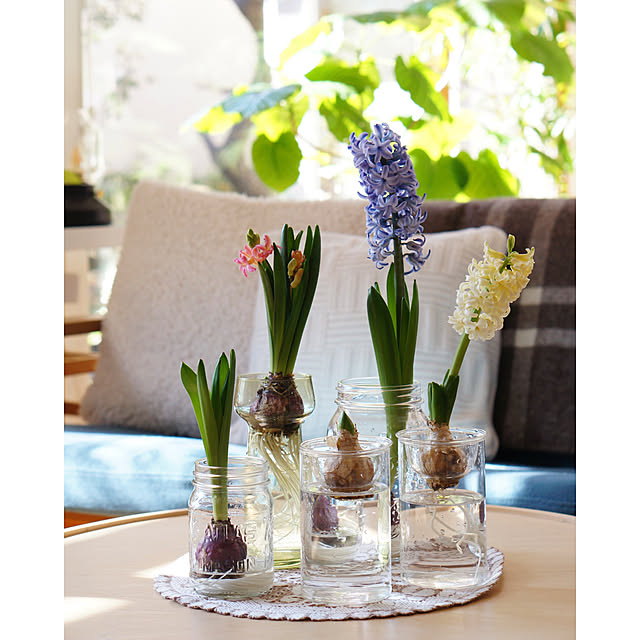 Lounge,花のある風景,植物のある暮らし,心地よい暮らし,癒しの空間,季節を楽しむ暮らし,暮らしを楽しむ,日々の暮らし,季節を感じる暮らし,ヒヤシンス,ヒヤシンス水栽培,花のある暮らし,ヒヤシンス水耕栽培,球根水栽培,花のある生活,花と暮らす noriflowerの部屋