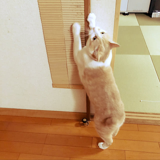 PEPPYで購入,壁に貼れる爪とぎボード,ネコ飼いあるある？,半分違ってます…もかちゃん(=^x^=),ハーフ&ハーフ,猫の爪研ぎ,On Walls naworinの部屋