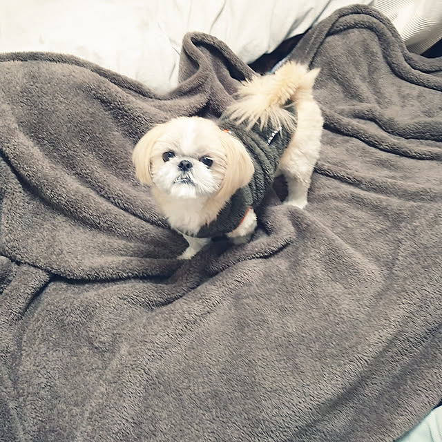 Bedroom,毛布,愛犬と暮らす家,RoomClipショッピング yukagomaの部屋