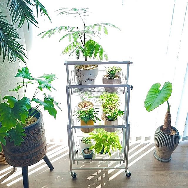 Lounge,観葉植物,グリーンと暮らす,植物ワゴン,植物棚,ブラインド,キャスター付きワゴン,日光浴,日光浴中の観葉植物 .endの部屋