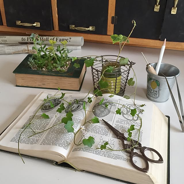 My Desk,グリーン,はさみ,ワイルドアイビー,水挿し,多肉植物,アンティーク,洋書,英字新聞 Ronyの部屋