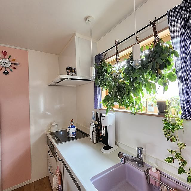 Kitchen,観葉植物,カラフル,ガーデニング,ディスプレイ,ユーカリ,田舎,田舎暮らし,色のある暮らし,植物のある暮らし,カラフルインテリア,田舎ライフ,心地よい暮らし,おうち時間,雑貨,リラックスタイム saの部屋