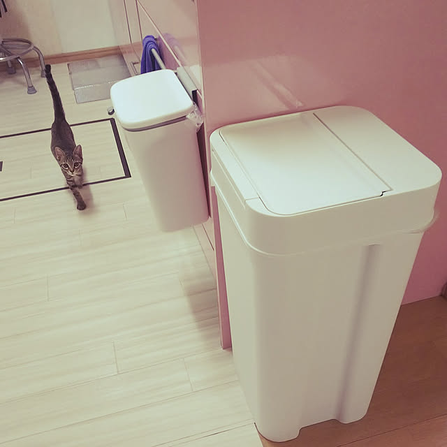 Kitchen,RoomClipショッピング,夏のスペシャルクーポン,清潔間アップ,新入り子猫がゴミ箱あさる,ねこと暮らす,保護猫ゆず uutann320mozukuの部屋