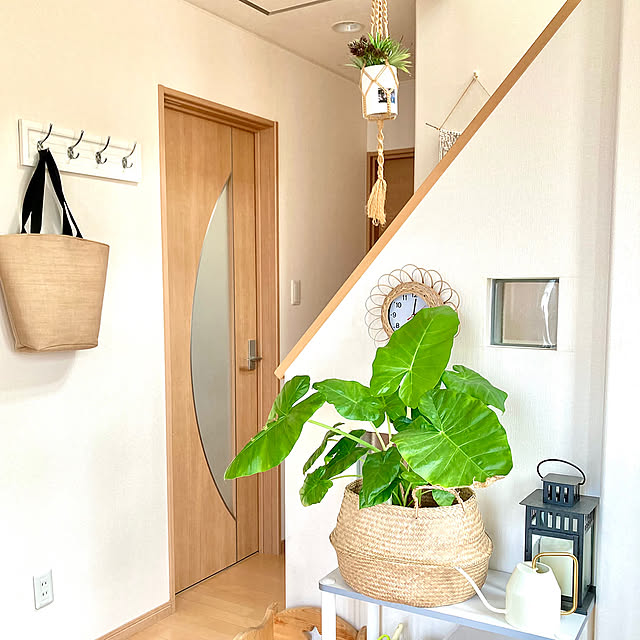 Entrance,階段,クワズイモ,玄関ホール,IKEA,観葉植物のある暮らし,ダイソー,ナチュラル,建売住宅,吊るす収納,こどもと暮らす,まとめて投稿,ヴァッテンクラッセ,コート掛け,キャンドルホルダー,フローディス,掛け時計,プラントハンガー,かご merutoの部屋