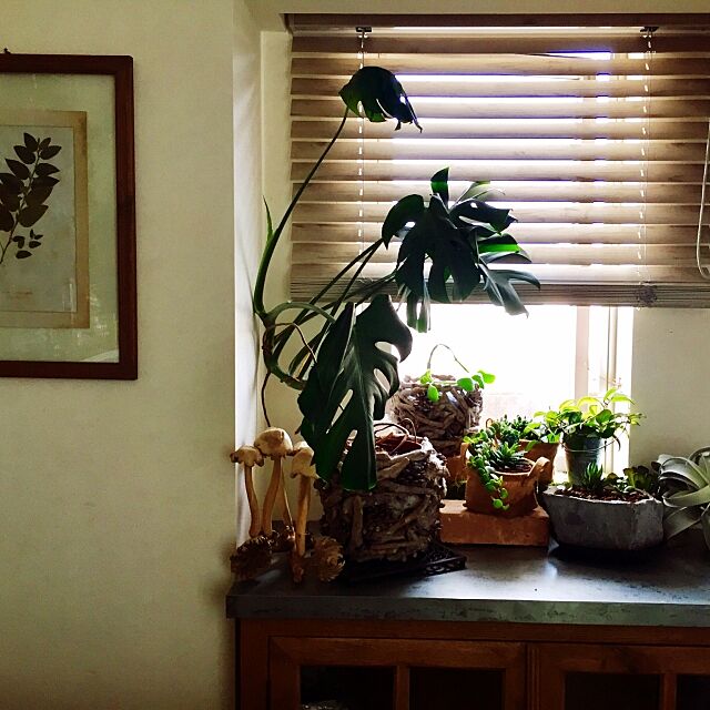My Shelf,壁掛け,グリーンのある暮らし,ヴィンテージ家具,アンティーク,ウッドブラインド,カーテン,びっくりカーテン,多肉植物,観葉植物,クラッシュゲート kataokaの部屋