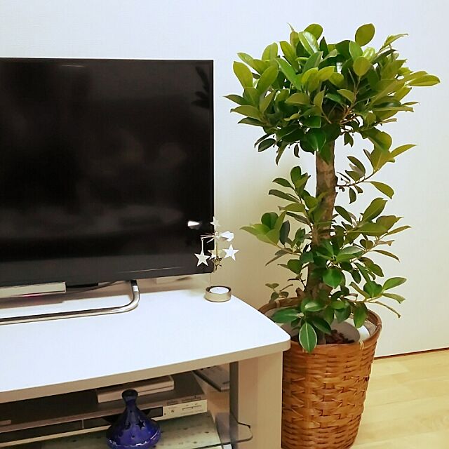 Lounge,パキラ,かご大好き,観葉植物,植物,テレビ周り♡ noahの部屋