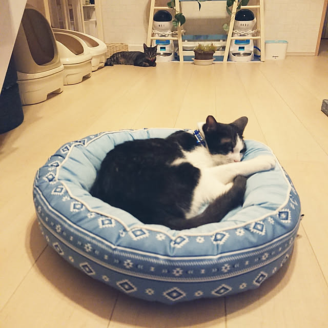 Entrance,Ｎクール,猛暑日,脱ねがてぃ部 公認サポーター,はるくん,きいちゃんの友達,めいちゃん,一人暮らし,ニトリ,ねこのいる日常,カメラマーク消し,保護猫,よくばりはるくん taka-kiの部屋