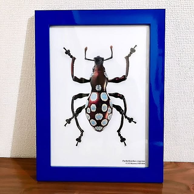 My Desk,一人暮らし,新居,クリアファイルを飾る,虫が好き koricoの部屋