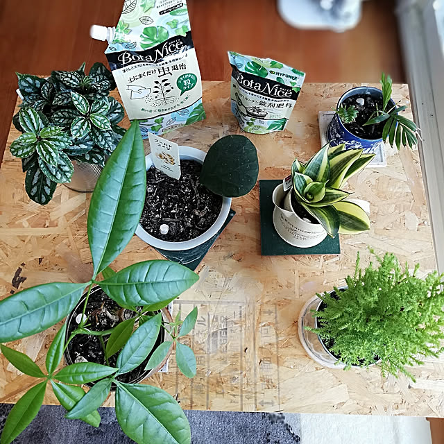 My Shelf,お気に入りのカラー,観葉植物,多肉植物,植物のある暮らし,虫対策,BotaNice,今日の一日に感謝♥,見てくださってありがとう❁︎,笑顔で暮らす♡,RCの出会いに感謝♡,いいね＆フォローありがとうございます♡,モニター投稿⑩,コバエなし!,すくすく成長中♪ bambiの部屋