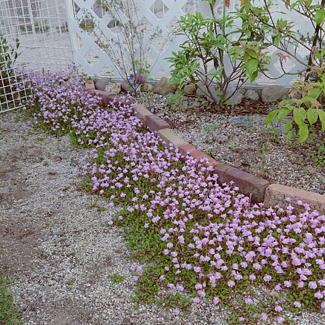 Entrance,お庭,サギゴケ,春先取りの小花,雑草避け,グランドカバー,紫も素敵♪ Bienvenueの部屋