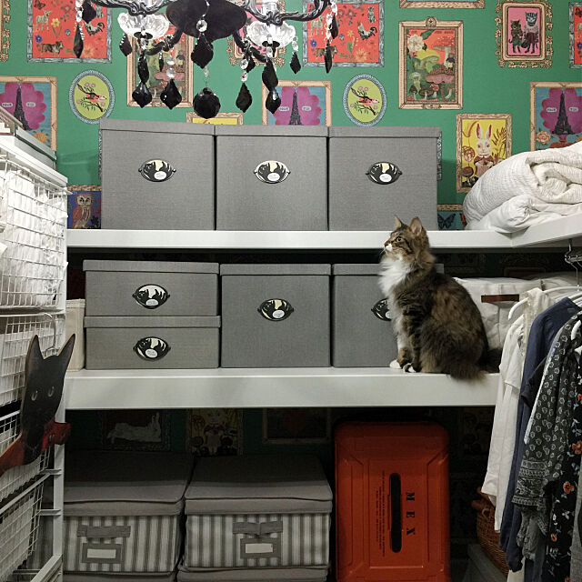 My Shelf,ナタリーレテの壁紙,ウォークインクローゼット,収納,いつもいいねやコメントありがとう♡,猫のいる日常,ニャビーシック,NO CAT,NO LIFE❤️,海外インテリアに憧れて♡,猫のいる暮らし,RCの出会いに感謝♡,猫と暮らす。 yuchiの部屋
