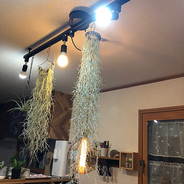 My Desk,キセログラフィカ,ウスネオイデス,観葉植物のある暮らし,チランジア,テクトラム,ふるさと納税返礼品 CoffeeHouseの部屋