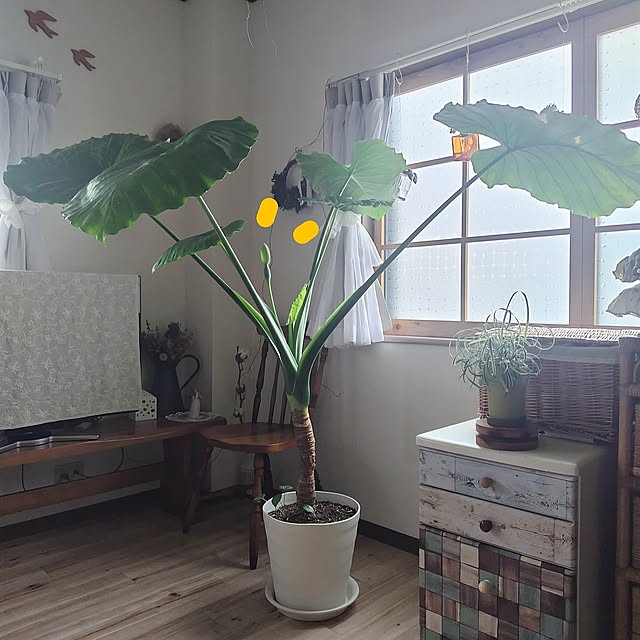 Lounge,クワズイモ,植物と暮らす,クワズイモの花,複数枚投稿,わんこと暮らす,賃貸,窓枠DIY,窓用フィルム santamamaの部屋