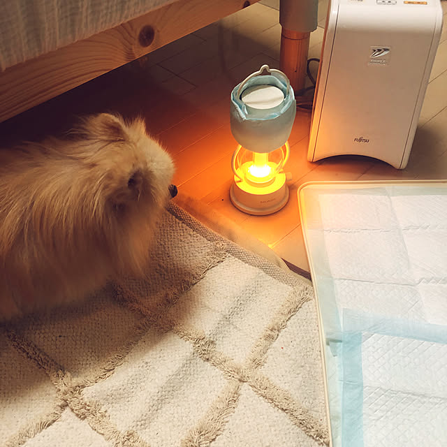 脱臭機,バルミューダのランタン,バルミューダのライト,FUJITSU 脱臭,ポメラニアン,ぽめちゃん,老犬と暮らす,一人暮らし 女,一人暮らし 賃貸,一人暮らし 1K,いぬと暮らす,いぬのいる暮らし,賃貸マンション,Overview,salut!,ナチュラルインテリア,ポメ部,買ってよかったモノ,バルミューダのある暮らし,バルミューダ,ランタン,在宅勤務,犬　トイレ,いぬばかりですみません。,いぬ部,いぬ haruの部屋