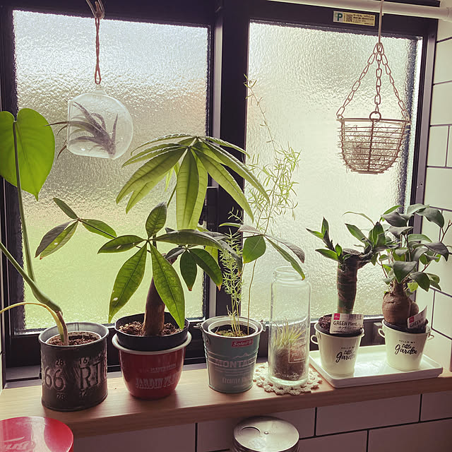 100均,植物のある暮らし,観葉植物,My Shelf,Daiso,seria,エアープランツ Asamiの部屋