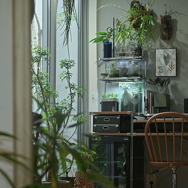 My Desk,DIY棚,ユニットシェルフ 無印良品,観葉植物,アウトドアインテリア,カウンターチェア,一人暮らし,無印良品,中庭のある家,アウトドア用品,カフェ風,ナチュラル,観葉植物のある暮らし,男前,庭,中庭デッキ,アウトドアリビング,雑貨,仕事部屋,照明,デスクチェアー,書斎,ビカクシダ・ビフルカツム,多肉植物,リノベーション sky__photoの部屋