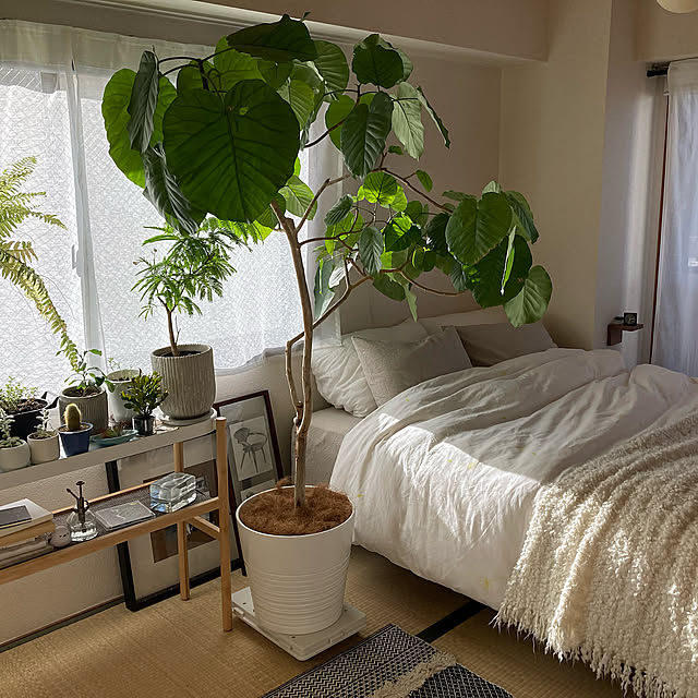ジャパンディスタイル,観葉植物,IKEA,北欧,無印良品,Bedroom mityaの部屋
