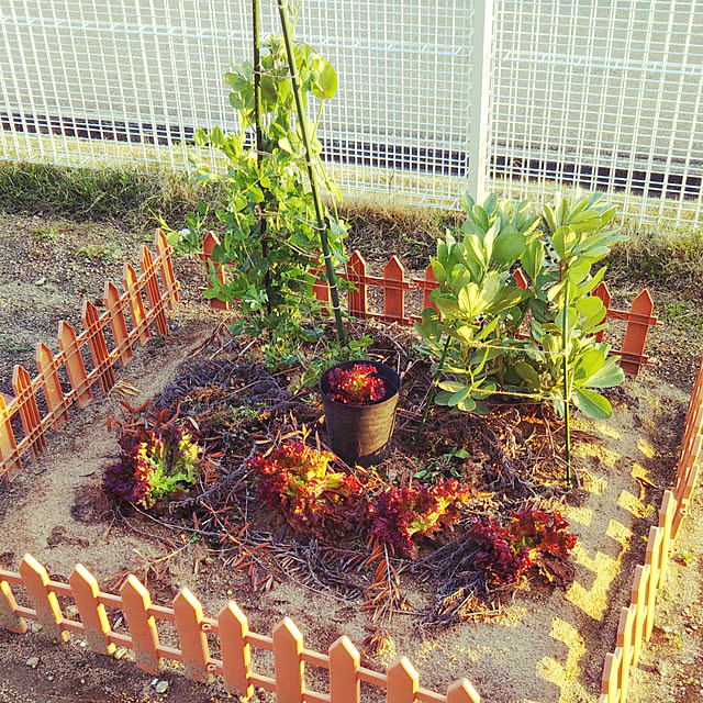 Entrance,カインズ,食育♡,野菜作り,マイガーデン,はたけ,カインズホーム,ガーデニングDIY tommの部屋