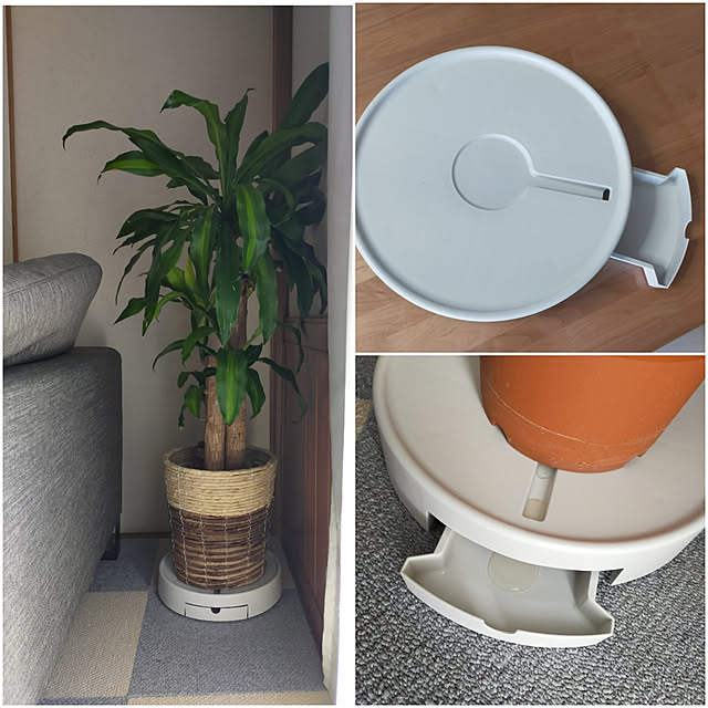 Lounge,植物のある暮らし,ドラセナ,プレゼント,無印良品,無印,排水できるプランタートレー,観葉植物,観葉植物初心者 mash-room.aeの部屋