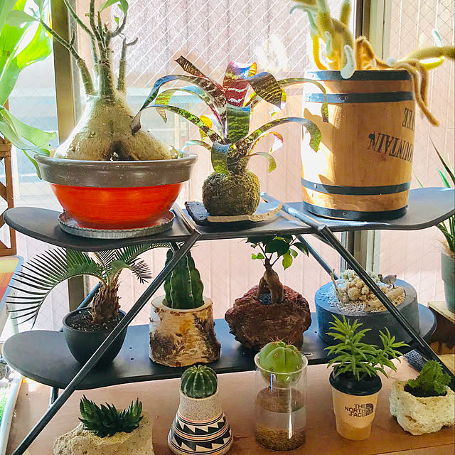 My Shelf,水耕栽培,サボテン,男の趣味部屋,塊根植物,多肉植物,DIY,スケボーのデッキ,スケボーラック,アウトドア chibabababaの部屋